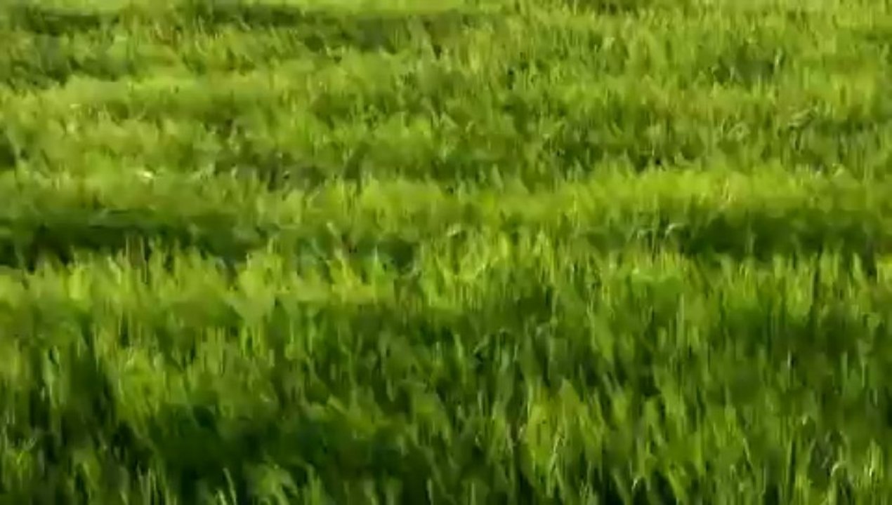 Gas meter,Gas Flowmeter,diaphragm gas meter,prepaid gas meter