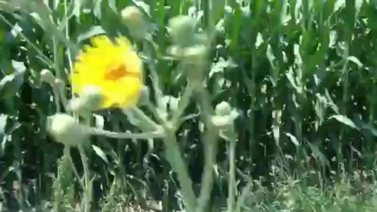 Gas meter,Gas Flowmeter,diaphragm gas meter,prepaid gas meter