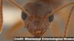 'Crazy Ants' Displacing Fire Ants in U.S.