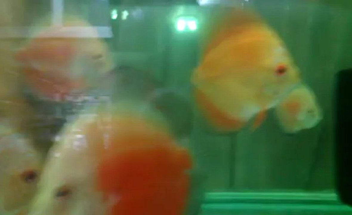 VIDEO0252