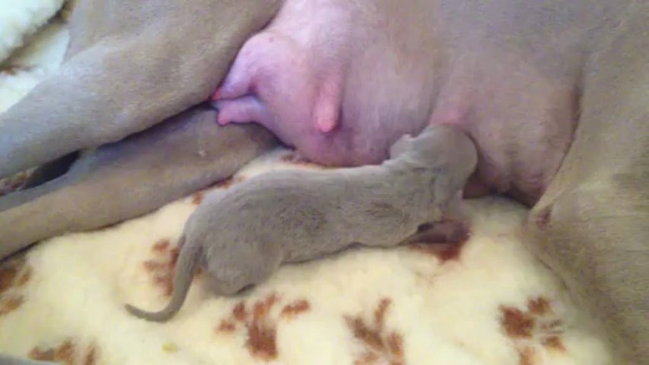 Sans Collier (3 jours)