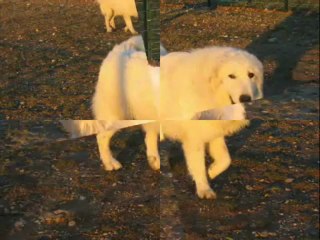 Béroye-Blanque du Néouvielle Patou Chien de Montagne des Pyrénées