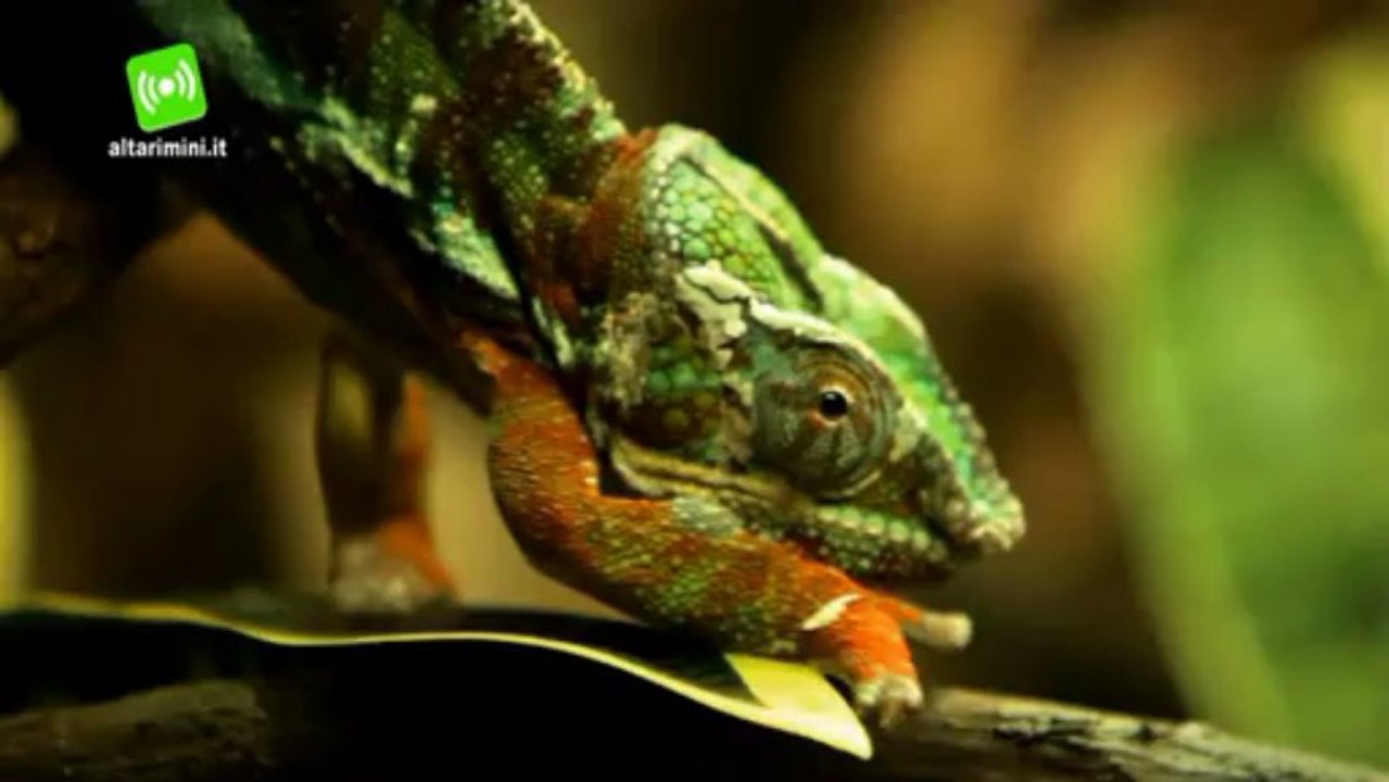 Acquario Cattolica, tante novita per la stagione e un regalo per le mamme