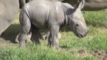 Nace un rinoceronte blanco en Australia