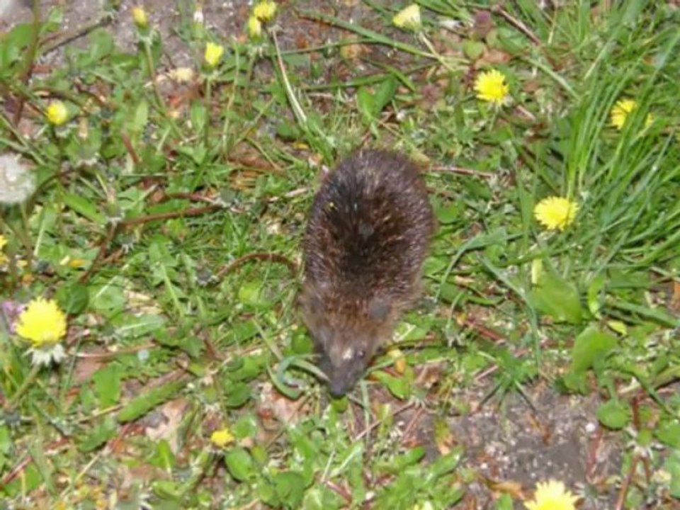 Tiere in unserem Garten 1