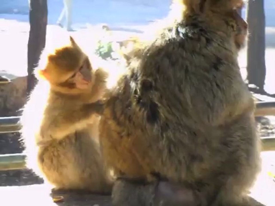 MAROC 2013 - AZROU -Promenade dans la forêts des cèdres avec les singes magots