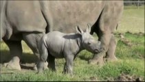 Les premiers pas d'un bébé rhinocéros en Australie