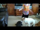 Useful Dog Tricks performed by Jesse