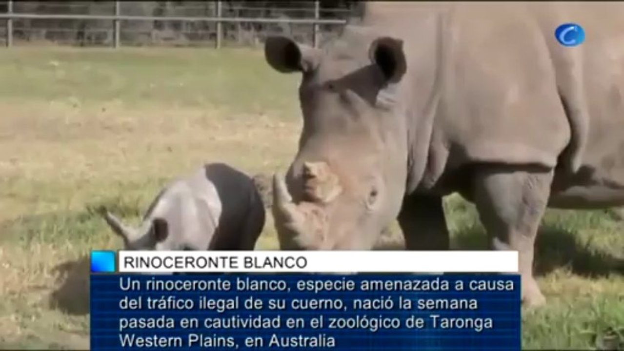 Nace un rinoceronte blanco en un zoológico de A...