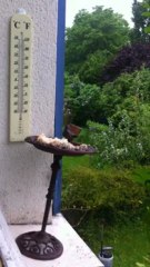 Mésanges  jovaciennes