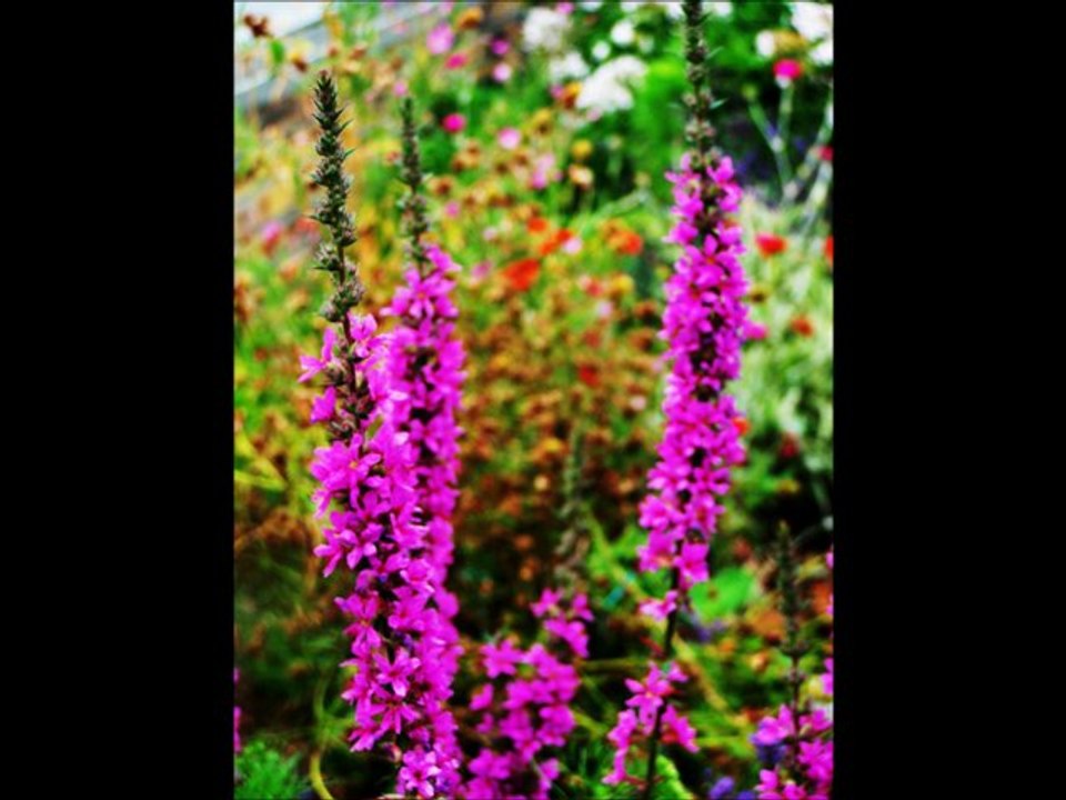 La marmotte bleue mes photos avec  "que serais je sans toi" de Jean Ferrat