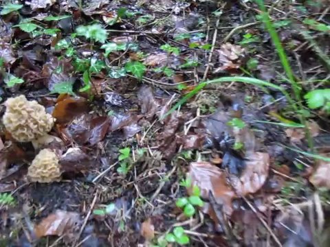 19 avril 2013, encore des petites blondes, il pleut, ça pousse...