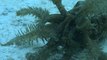 Mystery mandarin fish & monster sea cucumber | Postcards from Palau EP07