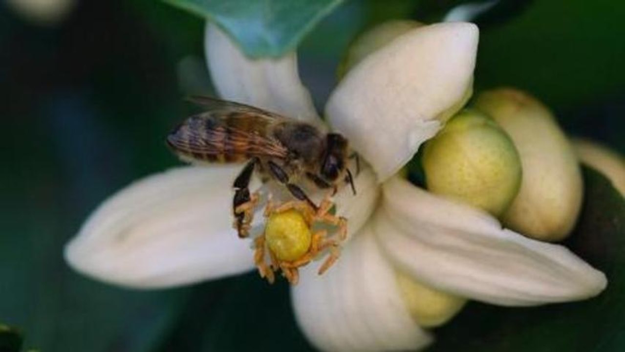 Bees search for land mines in Croatia
