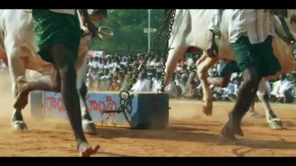 Most Amazing Bull Race Video