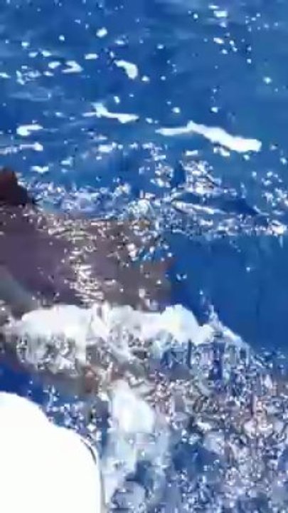 Sailfish caught in Puerto Morelos - Chuck