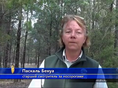 В зоопарке «Таронга» родился белый носорог
