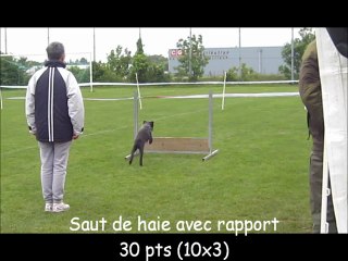 2013.05.19 - Concours d'Obéissance - Saintes - SILDE du MAZET JULYSSE dit SILOE