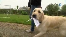Au pays de Caux, une famille d'accueil pour un chien de l'association Handichien