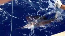 Sailfish caught off the coast of Puerto Morelos - Rob