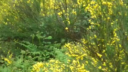 chasse au domaine du  Baïlou