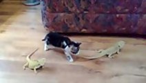 Kitten vs. Bearded Dragons