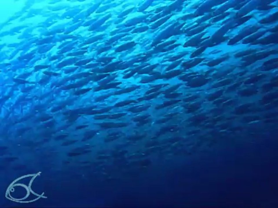 2 minutes au milieu d'un banc de poisson (Martinique)