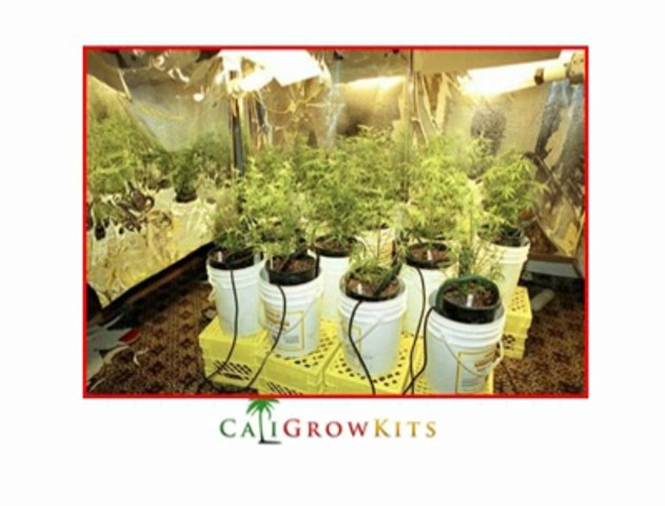 Caligrowkits - Grow Kits