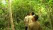 Indonésie: la disparition de la forêt menace les orangs-outans