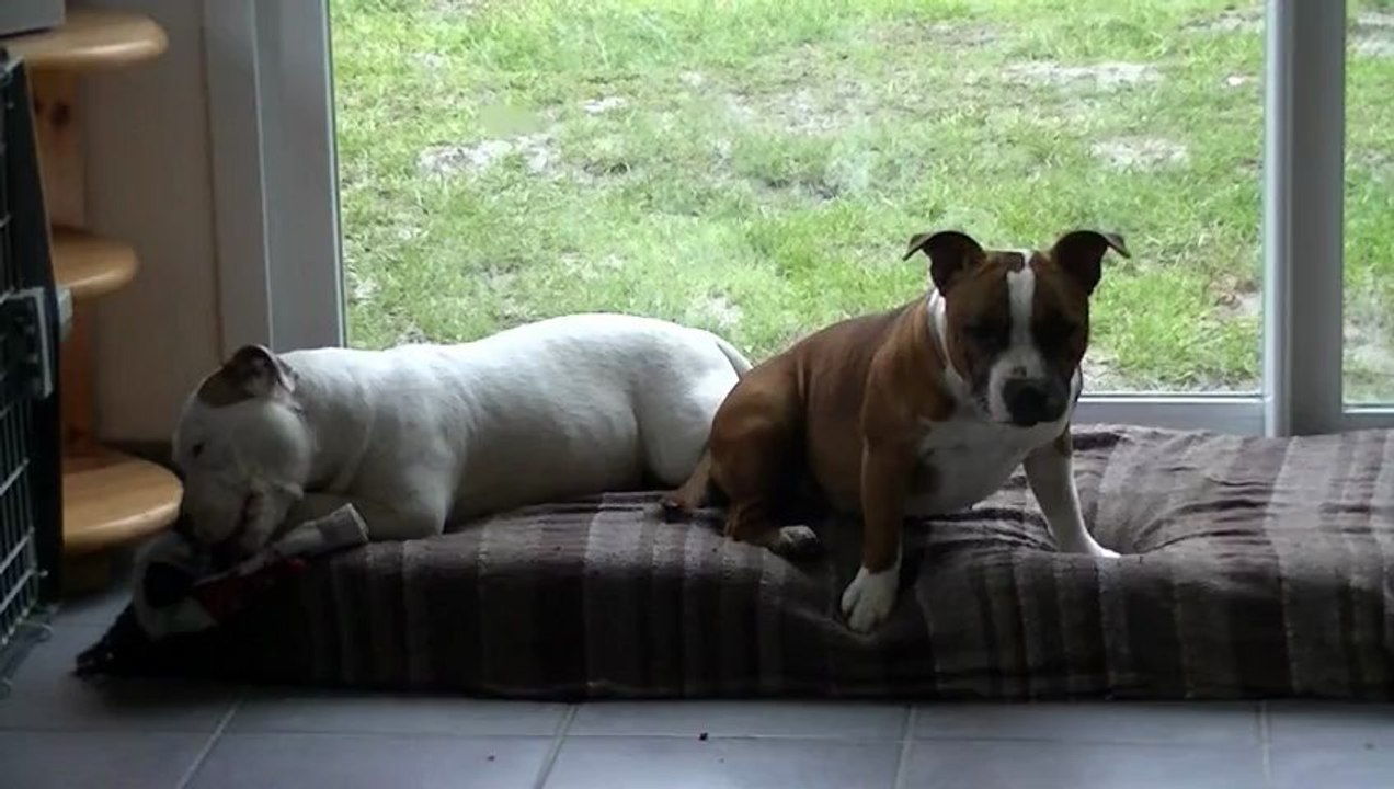 2.5 Heidi & Hathor de Staffordland