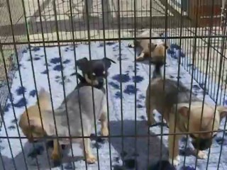 BB chihuahua du Harpouy d'Auzan