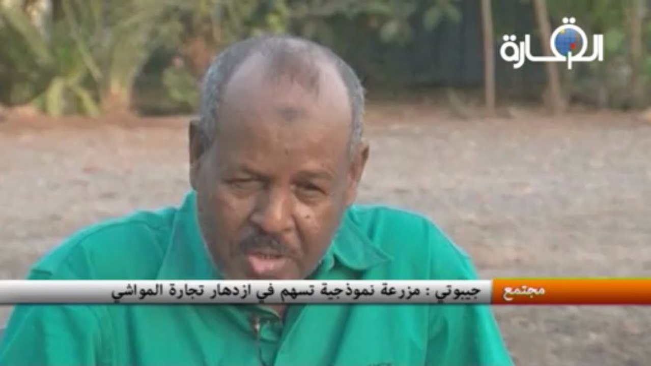جيبوتي: نجاح نموذج لمزرعة تربية الإبل