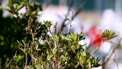 Alacati Surf PANDA OTEL