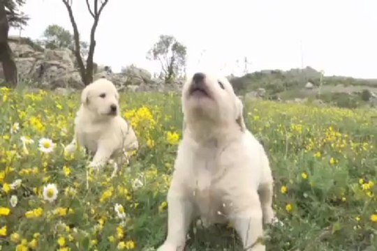 Akbaşların şöhreti Türkiye'yi aştı