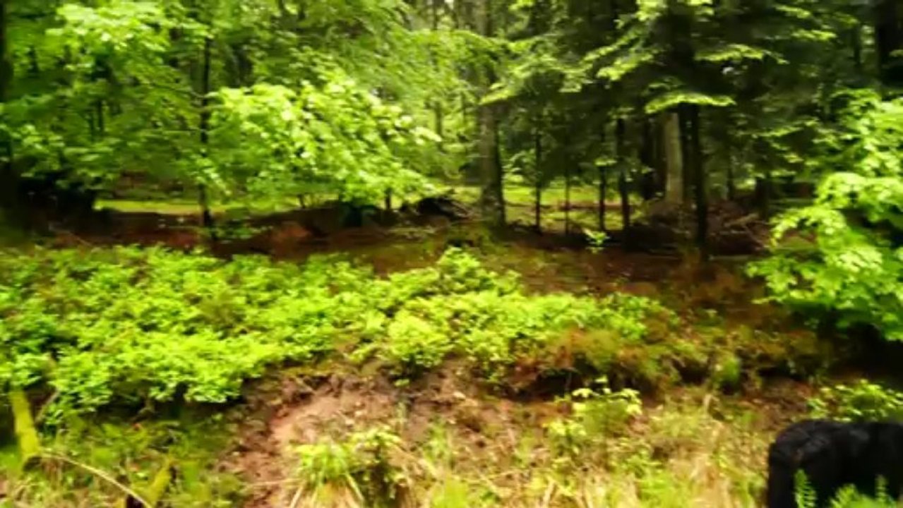 Les Vosges au lac du vieux pré