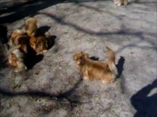 les reproducteurs pekinois