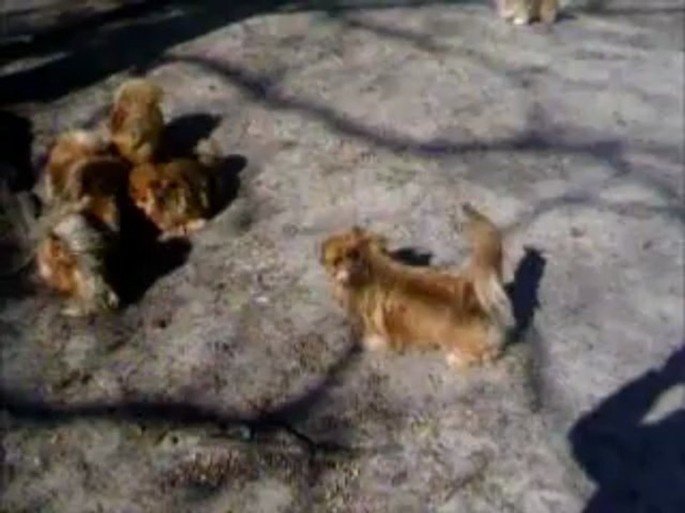 les reproducteurs pekinois