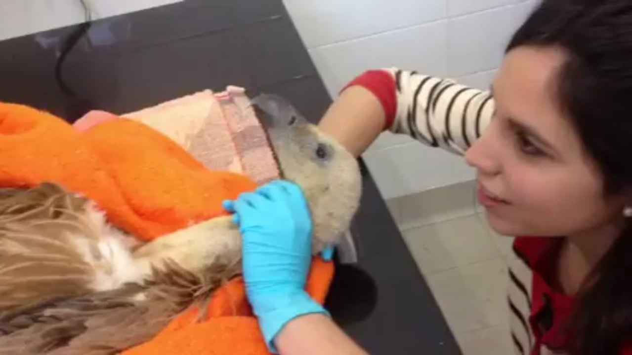 Hôpital pour animaux sauvages Hegalaldia (Pyrénées)