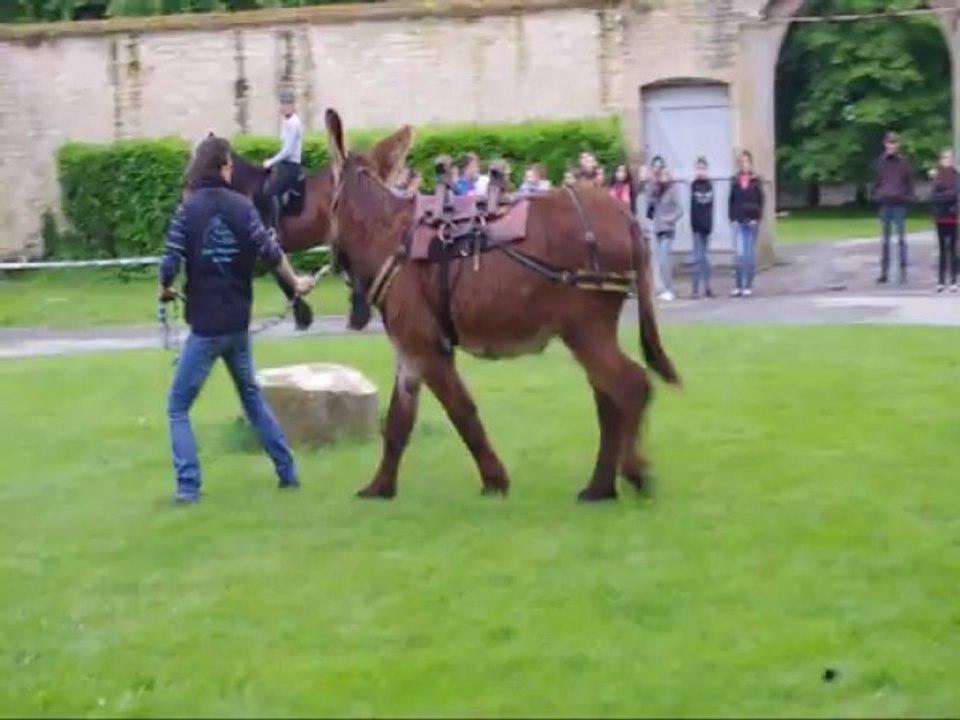 Un Baudet Vivaldi à Puy-Sec