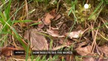 La cámara que nos da la visión de los insectos