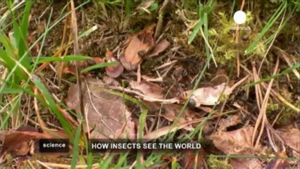 La cámara que nos da la visión de los insectos