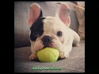 The Cutest French Bulldog Pictures