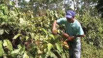 Amazonie : les indiens Satéré Mawé et le commerce equitable du guarana