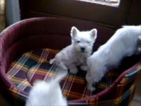 chiots westies