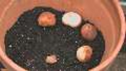 Plant Spring Containers Months in Advance