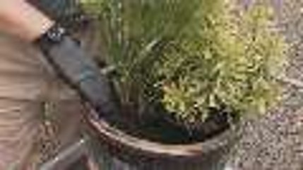 Trick Plants with Different Needs into Sharing a Pot