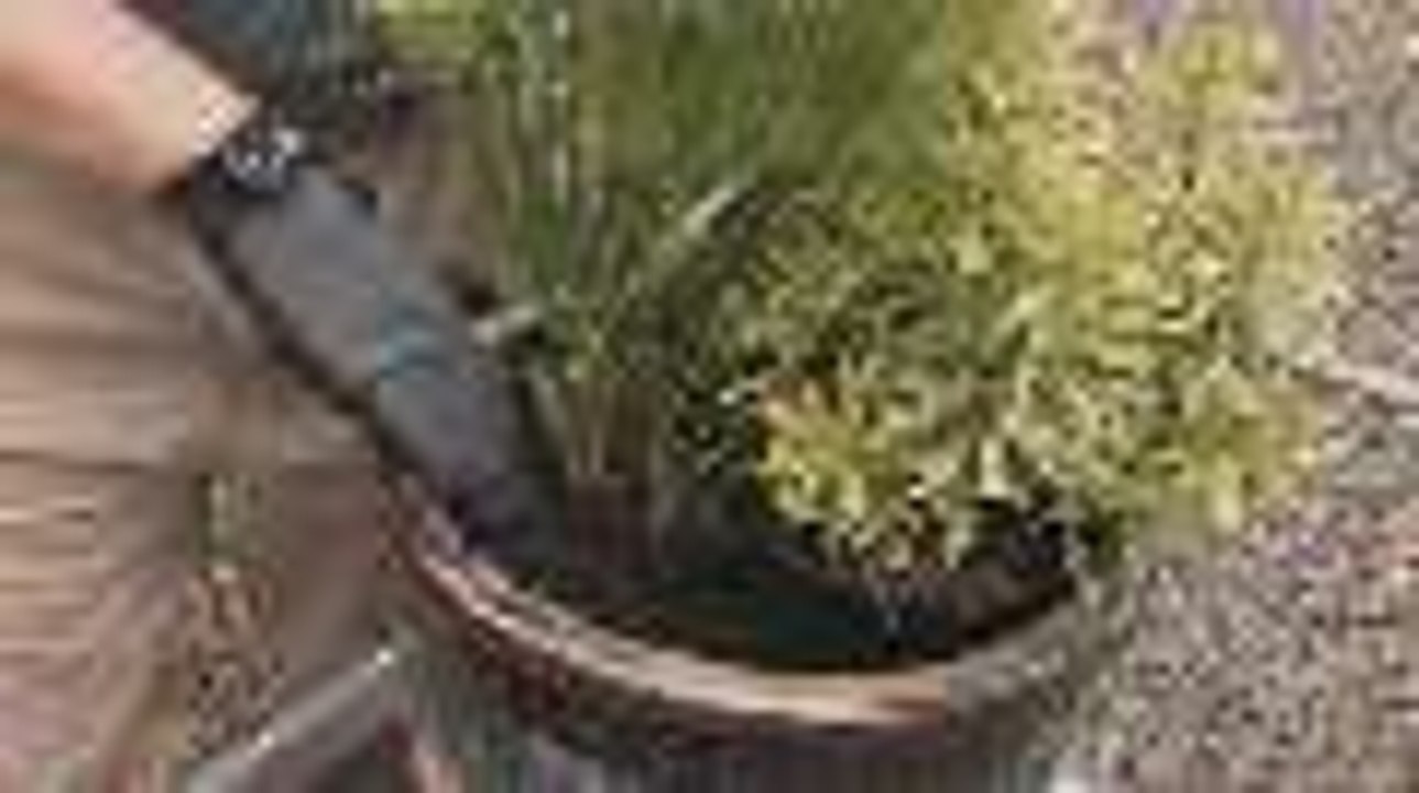 Trick Plants with Different Needs into Sharing a Pot