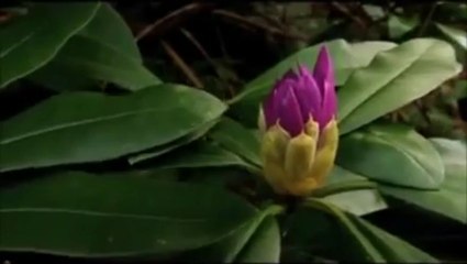 Kardeş Türküler - Haydo - (2011)