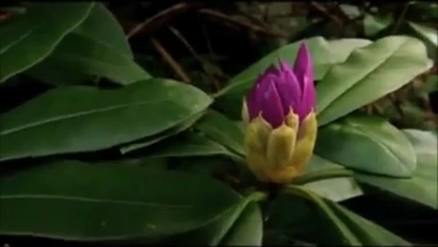 Kardeş Türküler - Haydo - (2011)