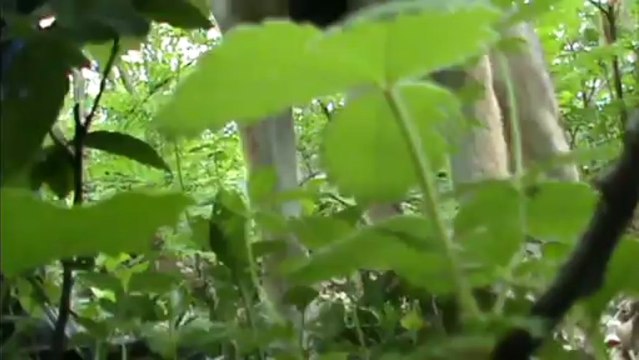 entrainement recherche utilitaire avec un chien loup tchecoslovaque